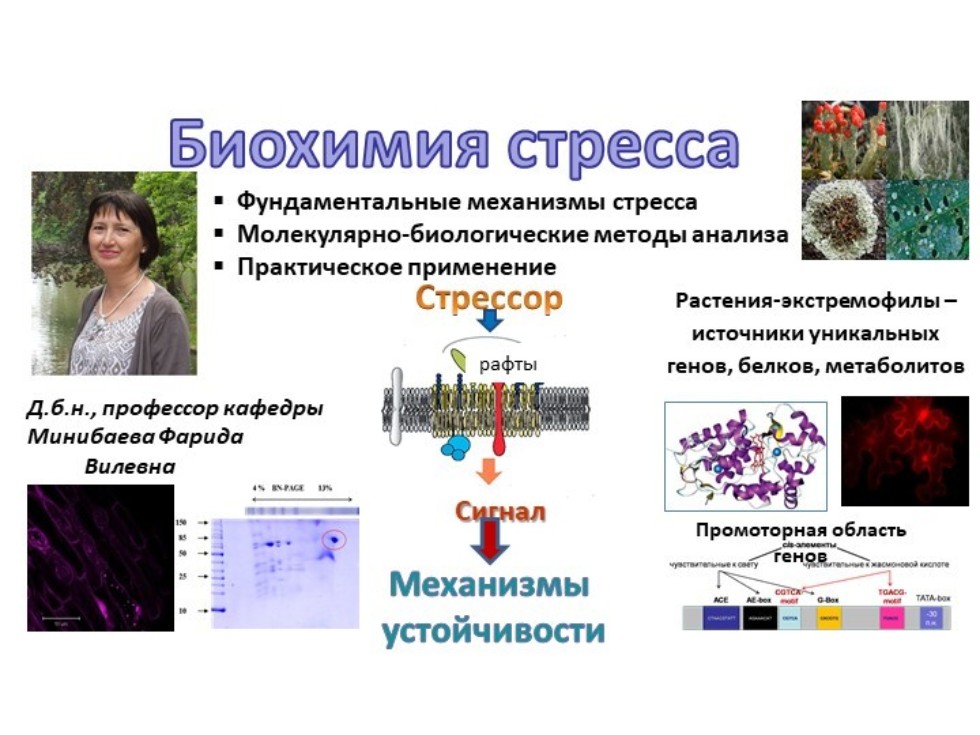 ������� ��������