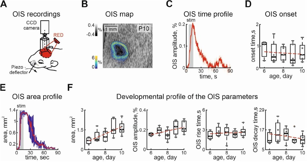 �������� ���� ������� ������ ������ ������� � �������� ������� ����������� �� �������� ���� ,����, OpenLab &ldquo;�������������&rdquo; �����, �������� ������,optical intrinsic signal imaging, Nature