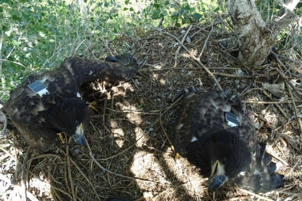 '������� ����������': ��� ������ ������� ����������