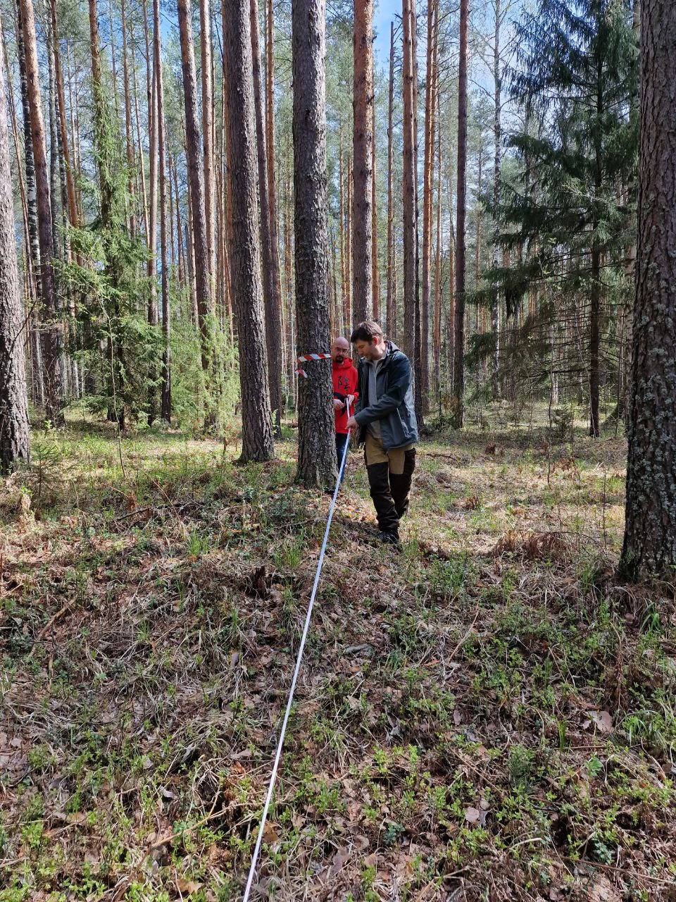Продолжаются работы по оценке запасов углерода в сосновых лесах РТ Продолжаются работы по оценке запасов углерода в сосновых лесах РТ