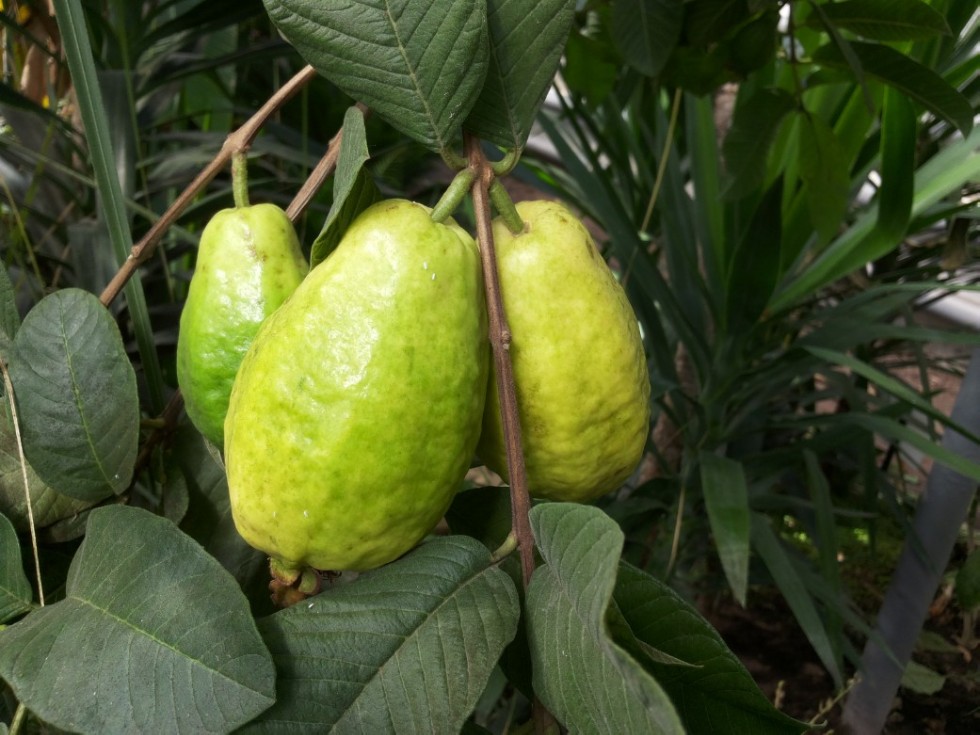 Экскурсии в ботаническом саду Экскурсии в ботаническом саду