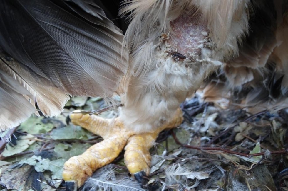 ������ ��� ������� ��������� �����