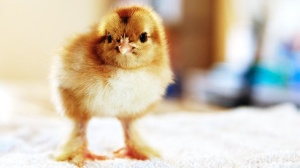 Цыплята раскроют тайну генома ,Руслан Девятияров, эмбриональное развитие, FANTOM, RIKEN